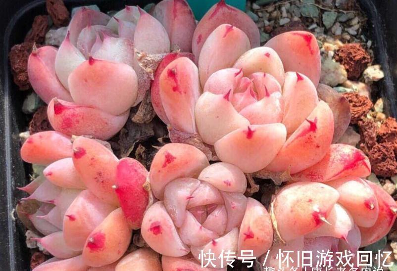 西施和如梦令是多肉阿尔巴佳人的别称,老实说你是不是买了3回?