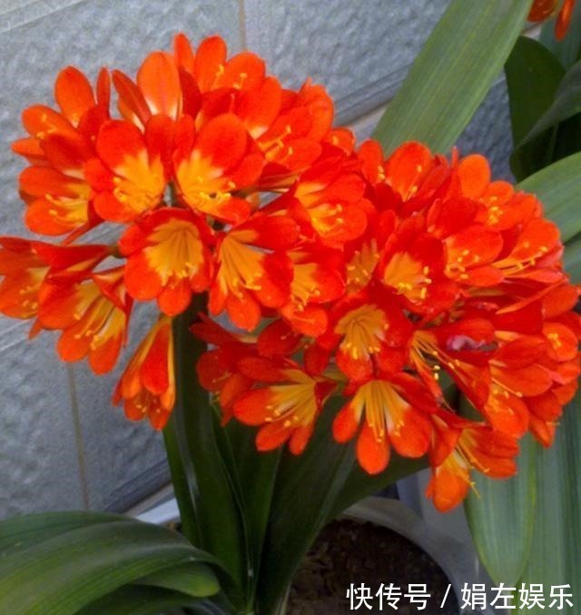 君子兰|养君子兰,经常喂点“它”,叶片翠绿花剑多,一年能开两次花