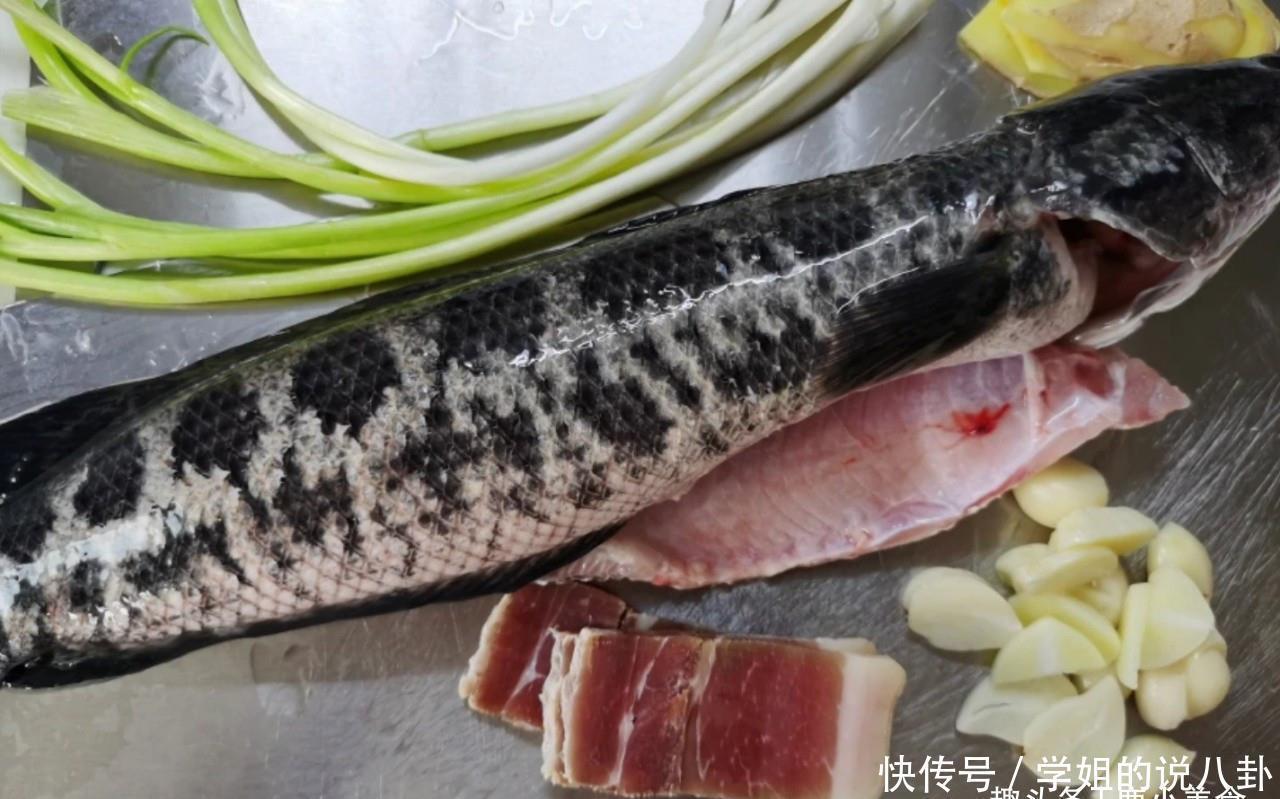 乌鱼|家有外伤人，记得吃此鱼，比甲鱼滋补，炖汤鲜美营养，伤口愈合快