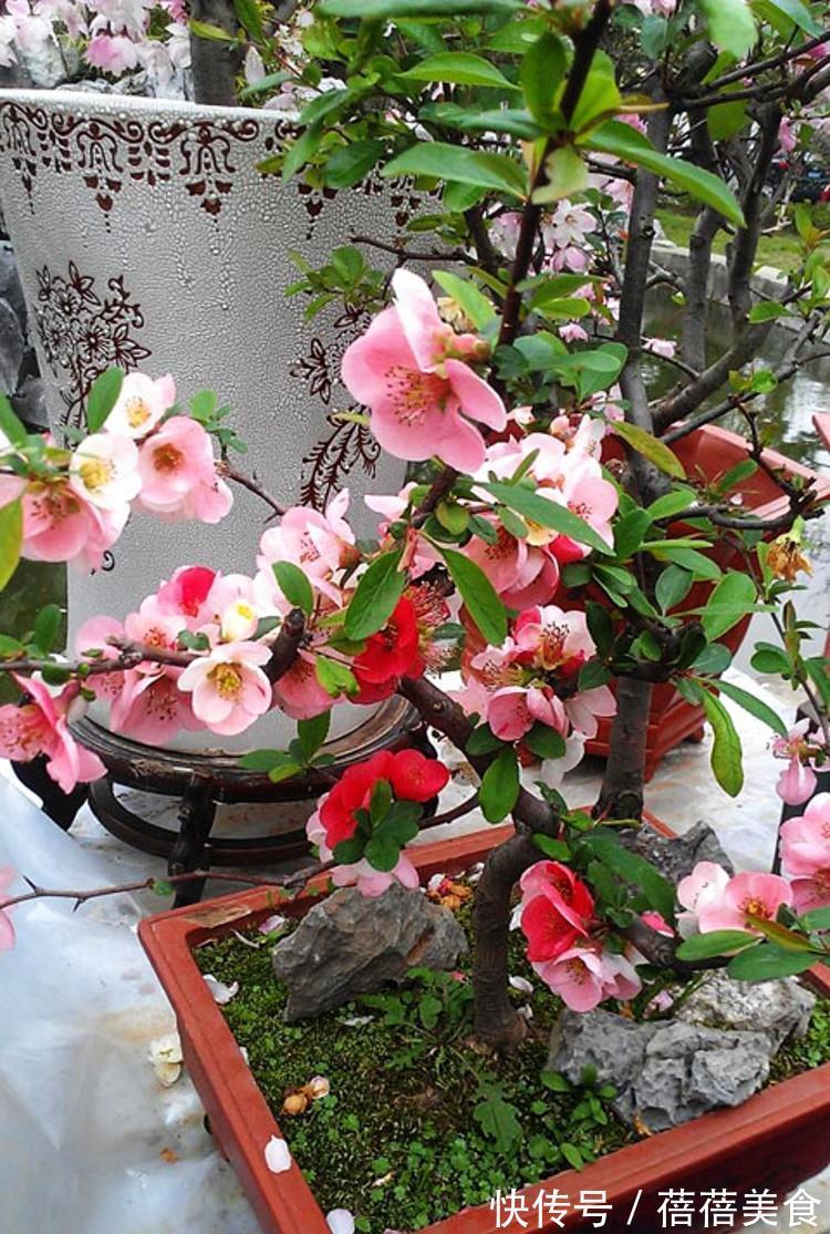 3种“老花树”,能活一百年,冬天不怕冷,开满“吉祥花”