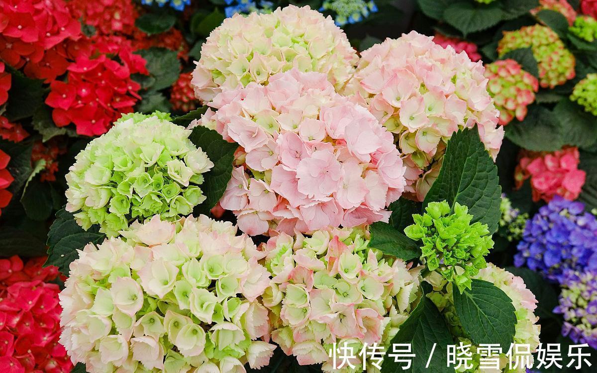长期|4种适合室内长期养的花卉，个个都是颜值担当，而且还容易养