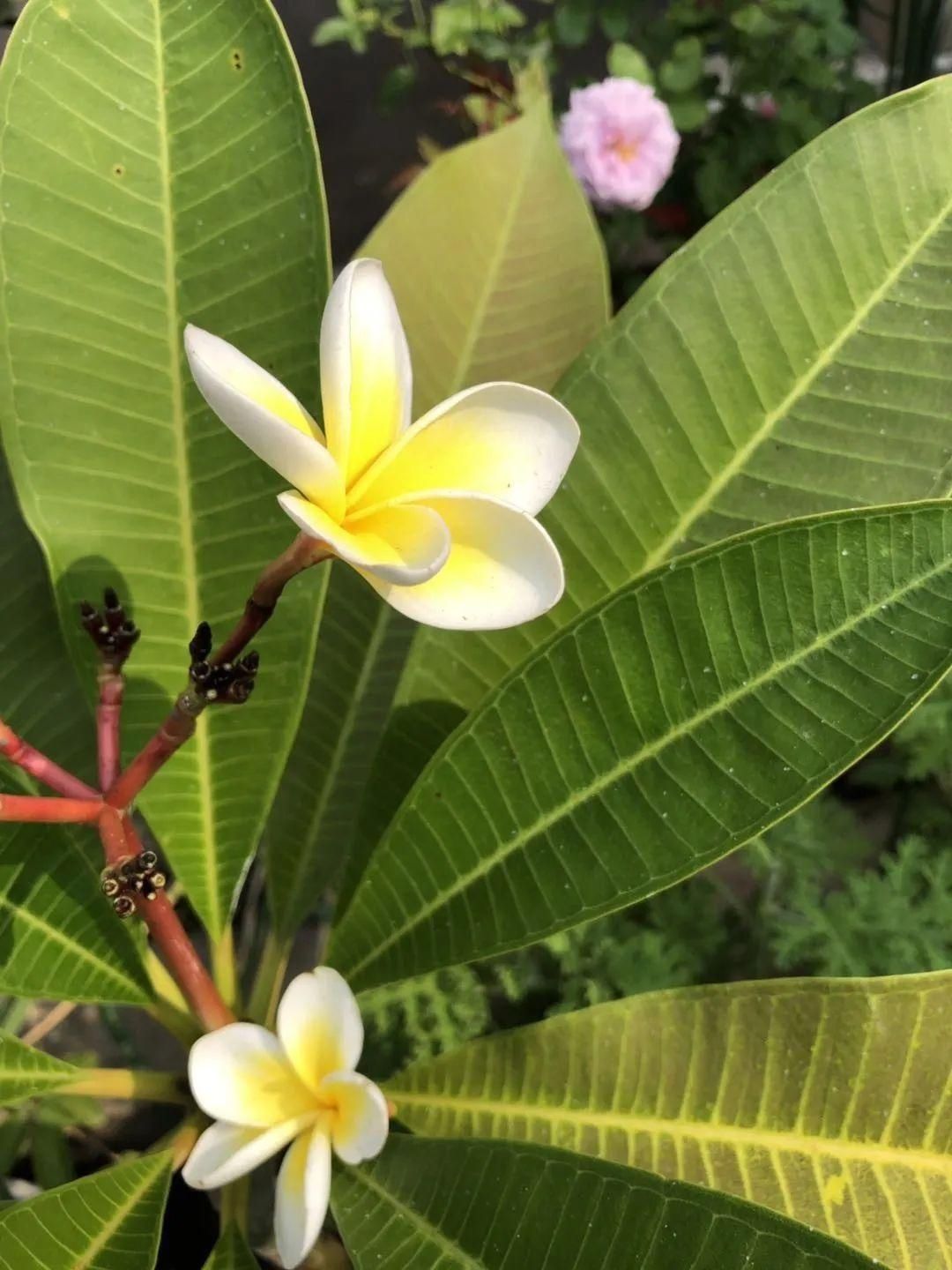 显摆一下我的家丨花开香满院，爱花人在自家庭院建小花园