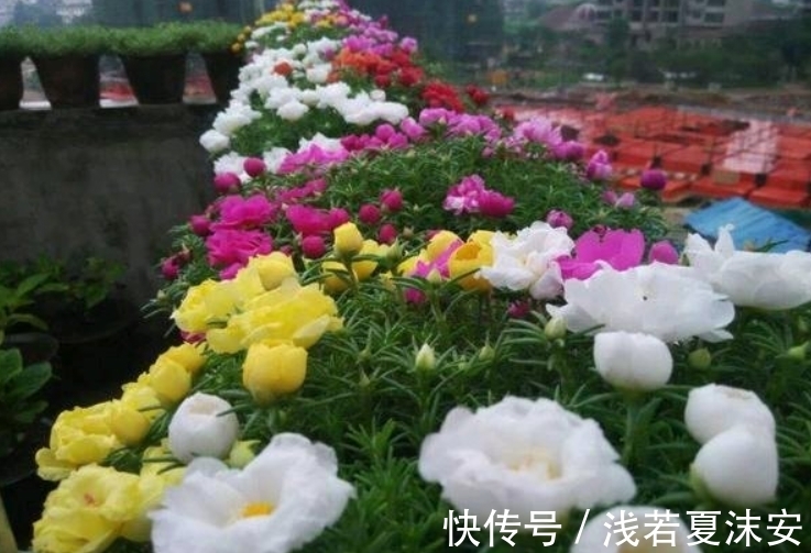 阳台上|女生阳台选5种花，花期长花量大，轻松变“花海”，关键是好养