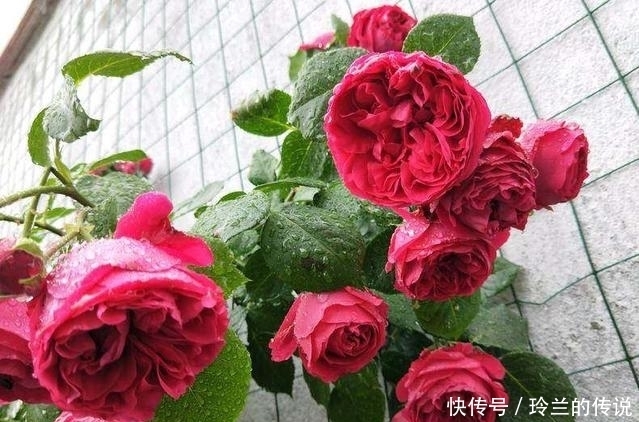 奥绿|1年前不顾家人反对种月季,如今美呆了