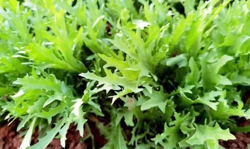 凉拌苦菊|苦瓜冬瓜靠边站,经常上火多吃这菜,维C含量极高,常吃对眼睛好