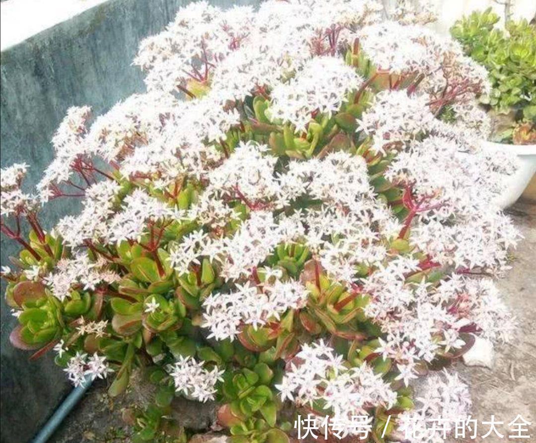利于健康的“9种花”,株型雅致有格调,寓意“吉祥”有韵味