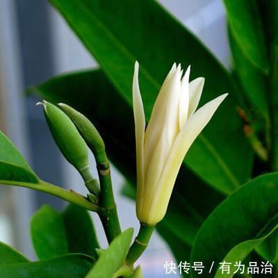 桂花|绿萝赶紧扔了吧!此花沾土就活,一年开花200天,比桂花还要香