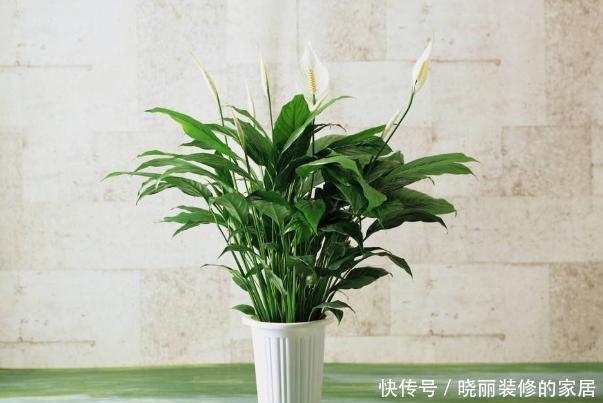  就先|想要解决花草植物的“这些问题”，就先准备好“一头蒜”！