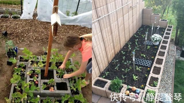 种菜|光秃秃院子太浪费,农村老爸用18块空心砖,改造成人见人爱的菜园