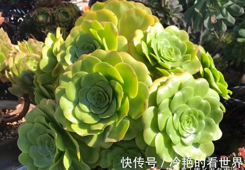 法师|多肉八尺镜和绿羊绒法师，一个叶片平滑如镜，一个聚拢后形似玫瑰