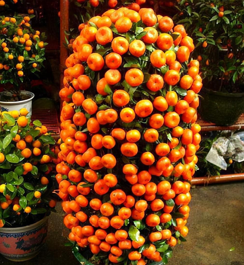 “年味十足”的11种花,颜值高寓意好,想买要趁早,晚了会涨价