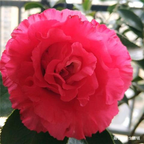 茶花开花少教你2招,花儿开满枝,年年开花多!