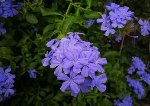  雪花|养护几个月的蓝雪花盆栽看到花苞了就是还不开花怎么回事