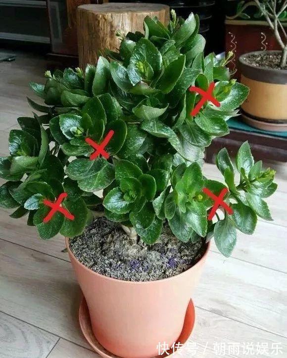 花苞|长寿花能否“早开花”注意3个“小细节”，30天长粗枝、花爆盆