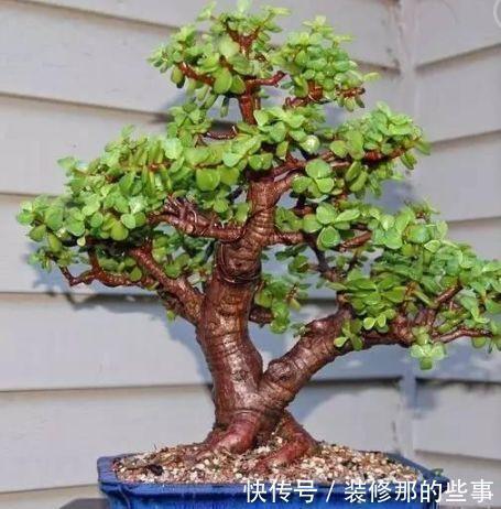土壤|马齿笕树养5年,变成老桩盆景很值钱,做5步就实现