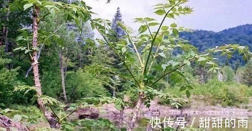 山野菜|它是农村最被低估的1种树木,农民打柴都不砍它,殊不知浑身是宝