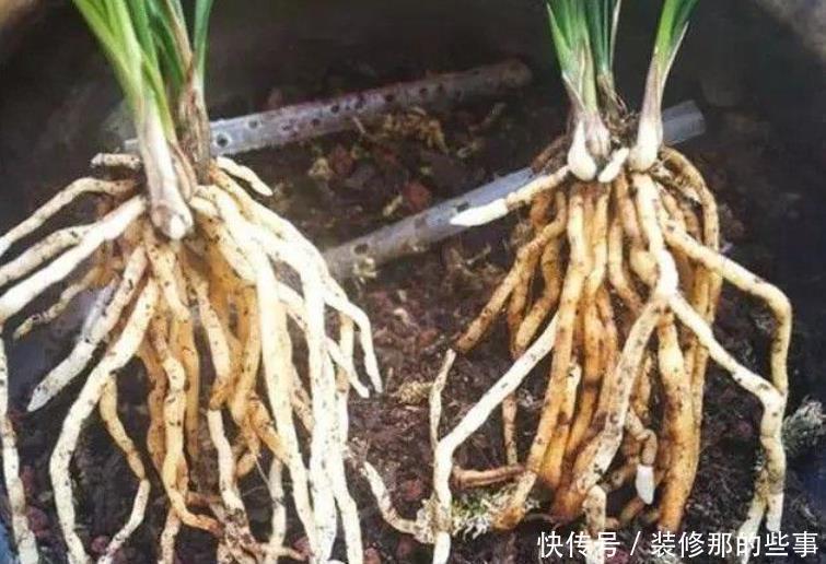 买到兰花难服盆？先学会上盆，再学会缓苗，服盆快发芽多！