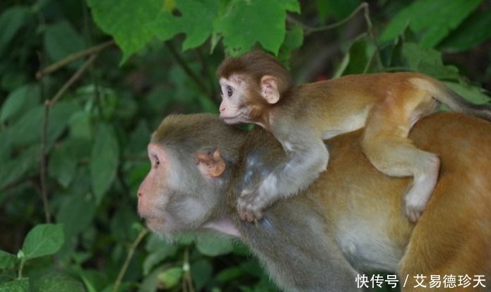 坐骑|沙雕网友提问:孙悟空也是动物,为何没人收他当坐骑?