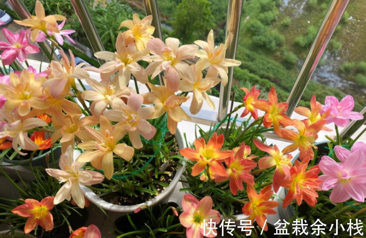凌霄花|9种漂亮花,热不死晒不怕,开花大半年,没有病虫害,38度成花海