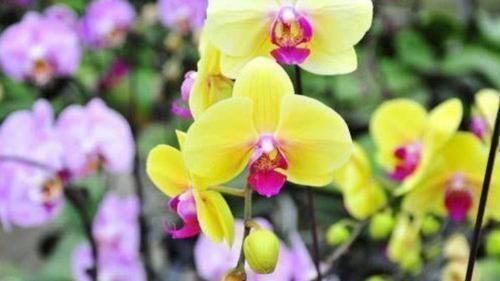 杜鹃花|4种“女王花”,美出新天地,高端大气上档次,谁养谁喜欢