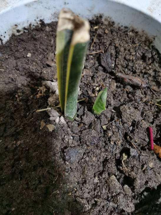  们可以|虎皮兰周围扒圈土，小钢芽嗖嗖冒，一盆能分出10几盆