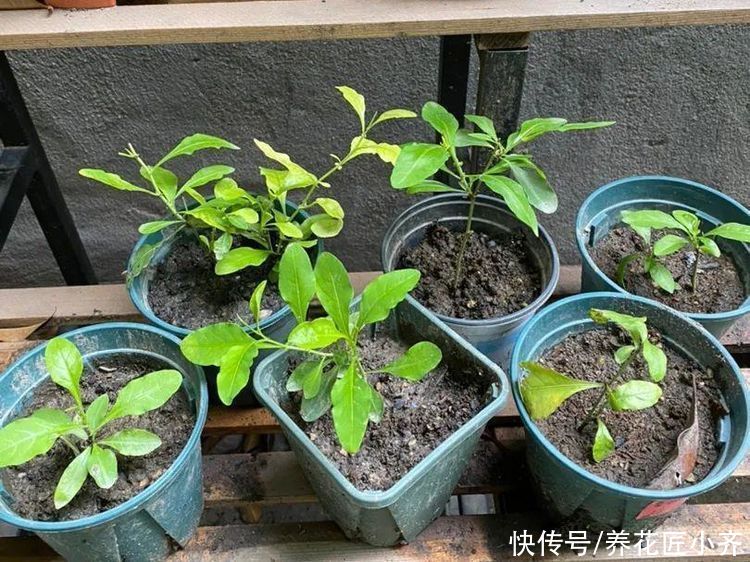 改善|夏天扦插易“黑杆”?原因很简单,通过4点就能改善,新手试一下