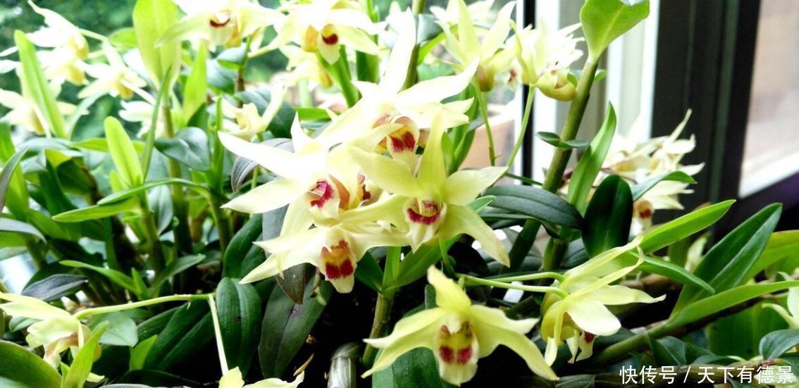 养君子兰和兰花三个错误不能犯,要了解清楚,不然长不好