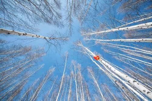 乘坐|乘坐雪国列车，去漠河找北，挑战极寒！