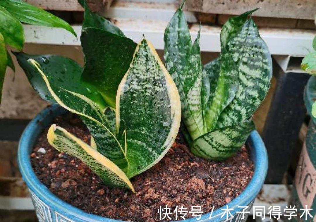7种花,立秋后换盆,秋冬才能越养越好