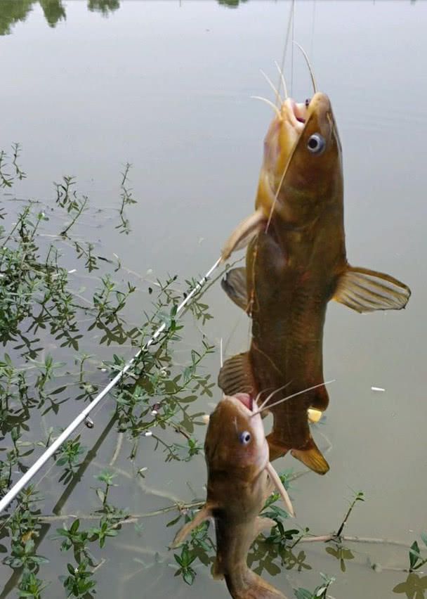 钓黄骨鱼并不需要太多技巧,用这“脏”东西打窝,每天都能钓半桶