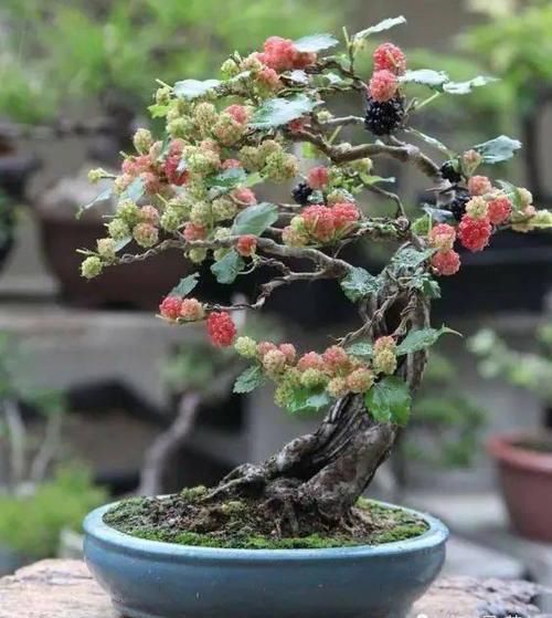 桑树盆景制作＋养护，红配绿，经典盆景树种