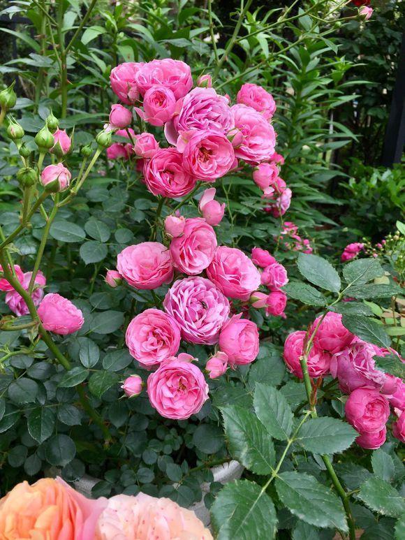 花量最大的“月季花”,香如兰花,好养如“绿萝”,且抗病性强