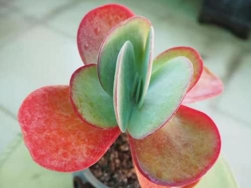 越来越多雷同的多肉，更让人感觉这些肉肉无可取代，不可复制