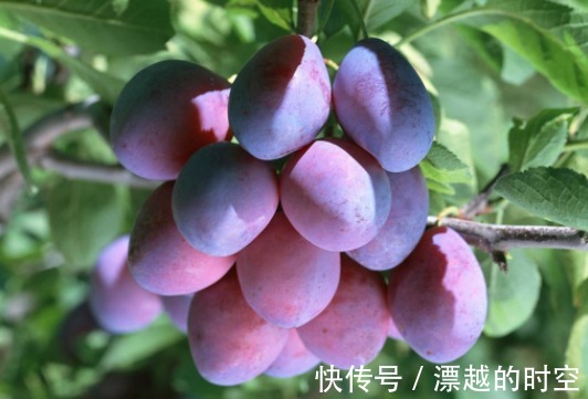 血酸|9月多吃此果,大肚子变平了!女人想要美容瘦腿,可以试一试