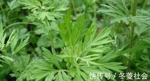 老毛病|枕头里加一把“它”,胜过买任何枕头,血管通了,颈椎病也好了