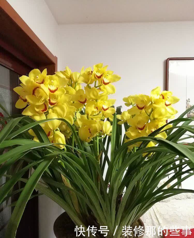 4种福运花,自带福气好养活,好养又漂亮,一开就是300多天!