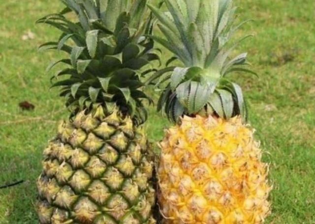 太相似|水果界的“双胞胎”了解一下能够全分清的估计只有果农了