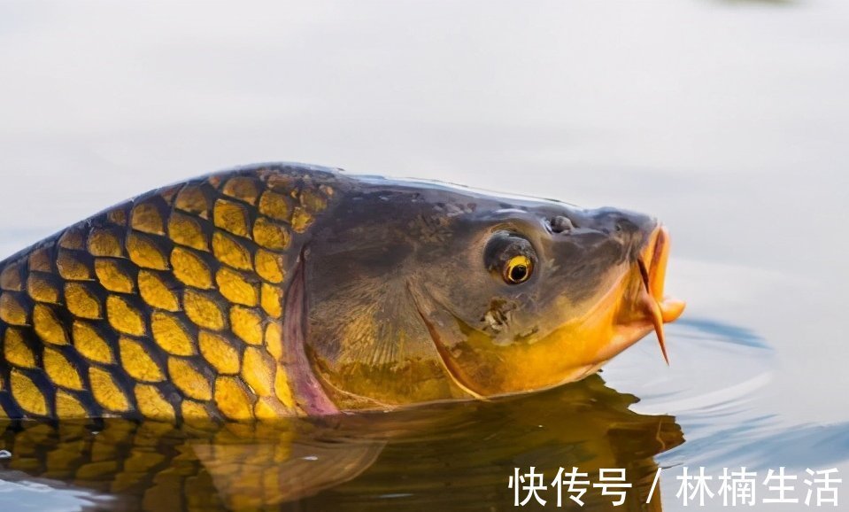 垂钓|钓鱼调漂技巧!浮漂调漂别搞得太复杂,一看就会调漂方法!