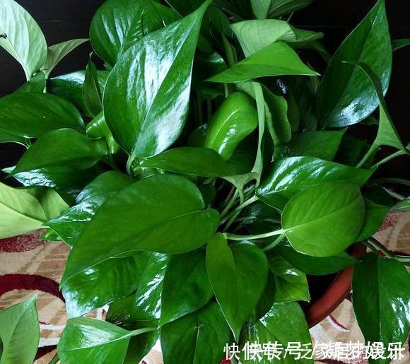 万能肥|捡来1种土块,碾碎泡水,制成万能肥,养花根壮、花多