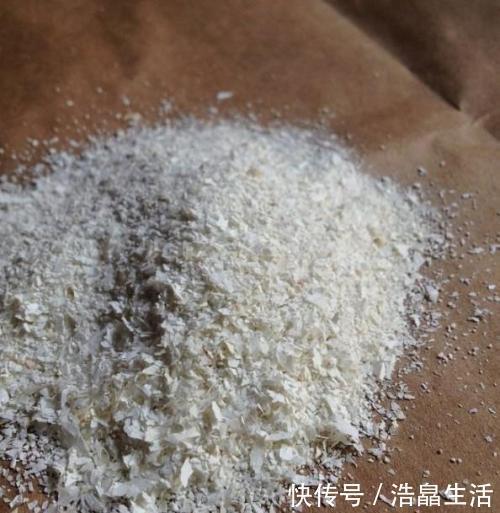 鱼肠|秋冬土里掺点它，君子兰，蟹爪兰，疯狂开花，叶子绿出油