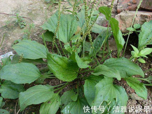 车前草|这些野菜随处可挖,个个都是抗癌大王,你认识几个
