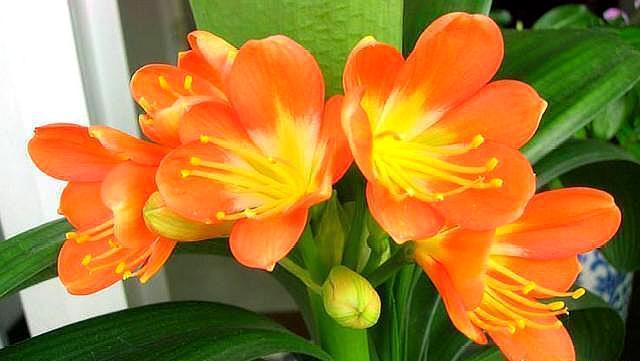 养好君子兰,配土是“关键”,加上一点“它”,满盆长满大白根