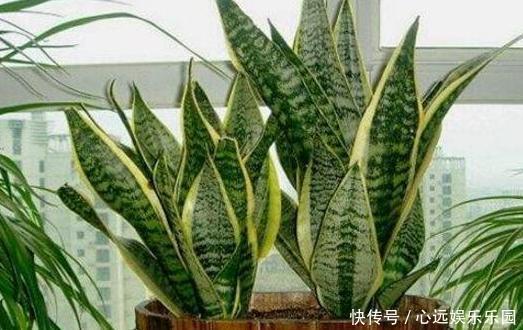 卫生间养花不知道选啥好就盆栽此4种植物,可放氧气、除臭味