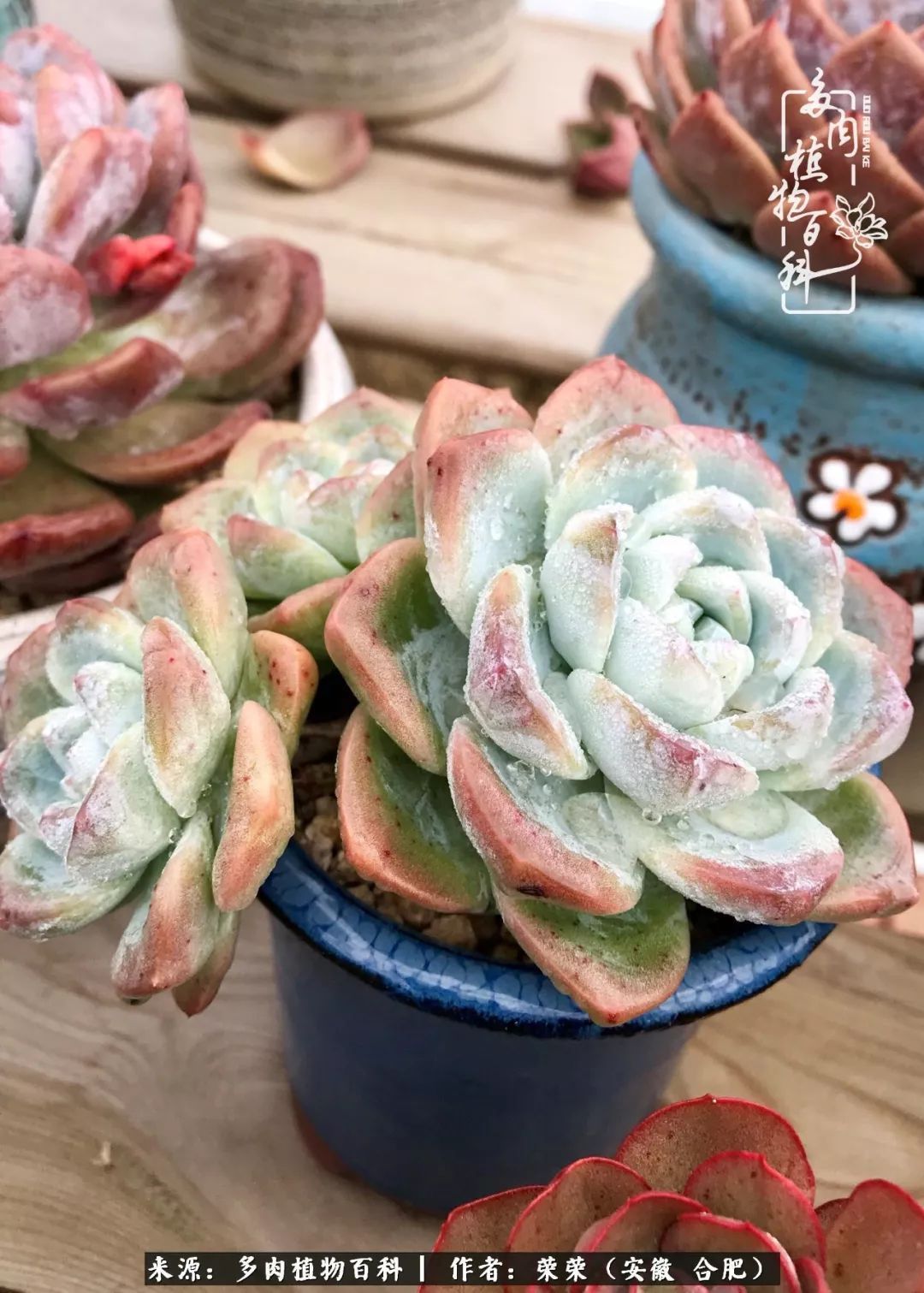 金秋时节,变化带来的惊喜不正是养肉的乐趣所在么!