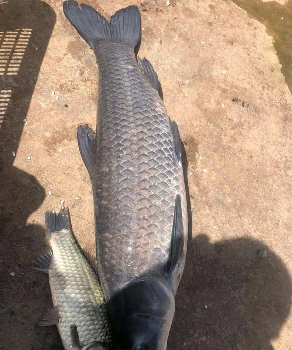 青鱼的“悲哀”：衔着宝石的明星鱼，却因野蛮生长而沦为“废柴”