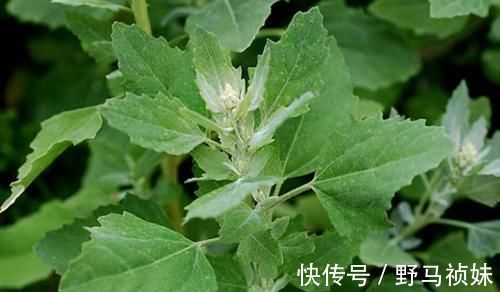 肌肉痉挛|会吃的人最健康,3种食物不错过,排毒养颜,利于长寿