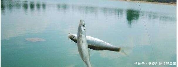麦穗鱼|夏季钓鱼,面对小鱼大军的攻城略地,为何有些钓友输得很惨