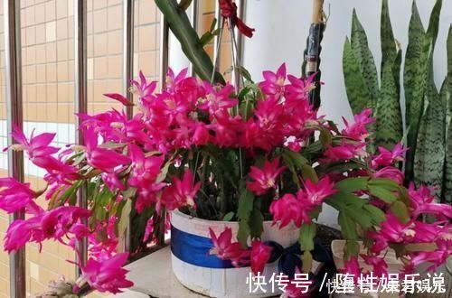 蟹爪兰|养这三种花,盆越小,开的花越多,放大盆还容易死