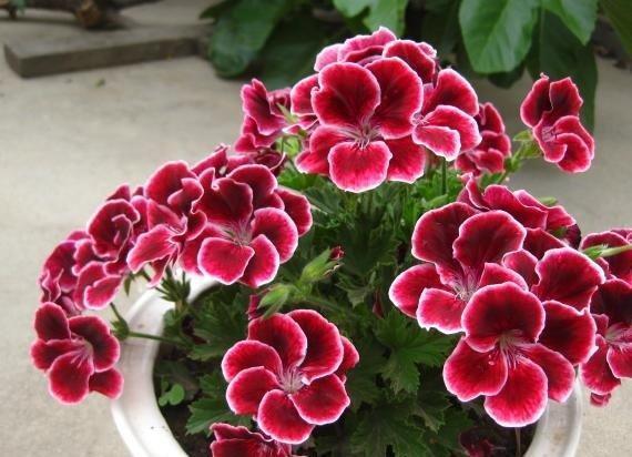 新手养花,不如养盆花中精品“洋绣球”,花大色艳,五彩缤纷