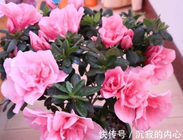 4种花养家里，福旺运旺财更旺，家里财运亨通，旺运一整年